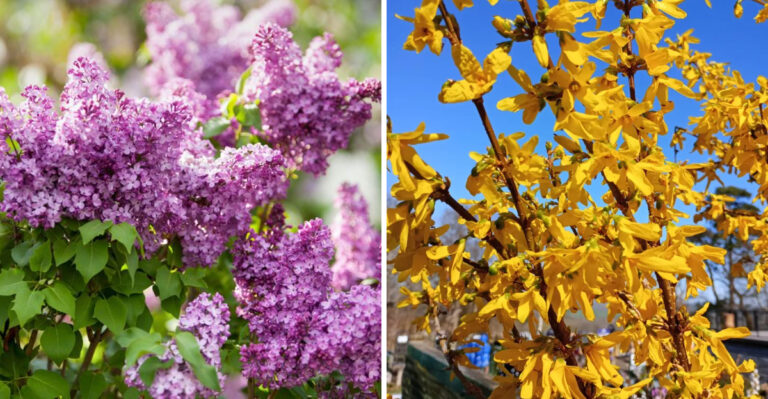 The Plants Pennsylvania Gardeners Should Stop Pruning Once September Arrives