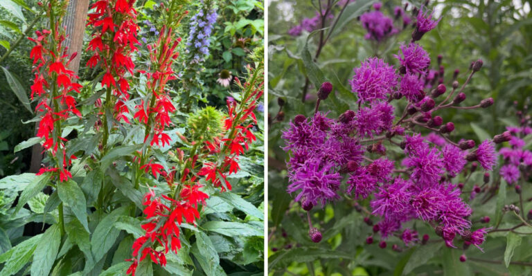 10 Native North Carolina Wildflowers To Direct Sow This Fall