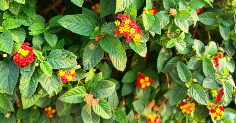 Lantana (featured image)