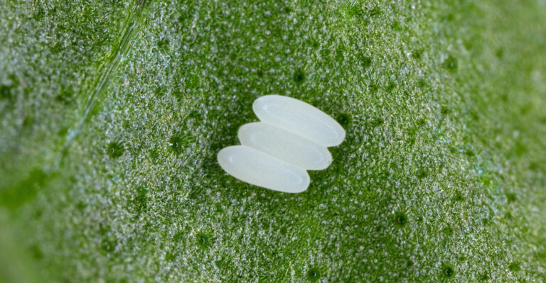 This Is Where Leaf Miners Show Up First On Michigan Spinach, Chard, And Beet Greens