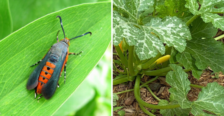 Two Silent Culprits Are Threatening The Illinois Vegetable Garden Season