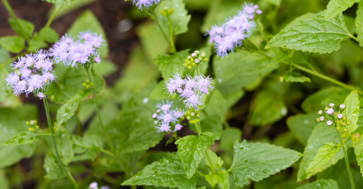 plant (featured image)