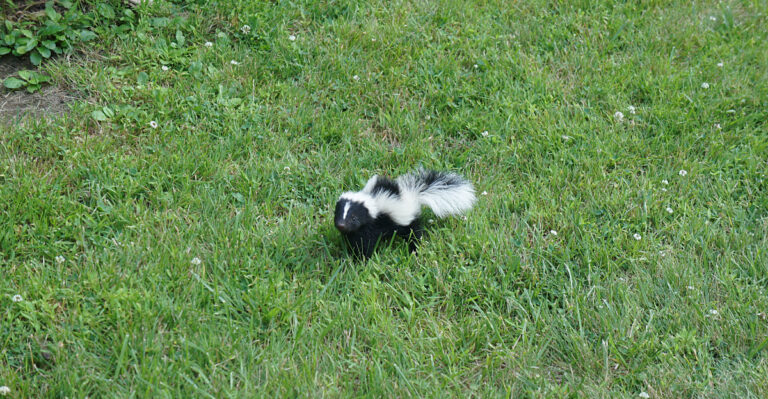 skunk