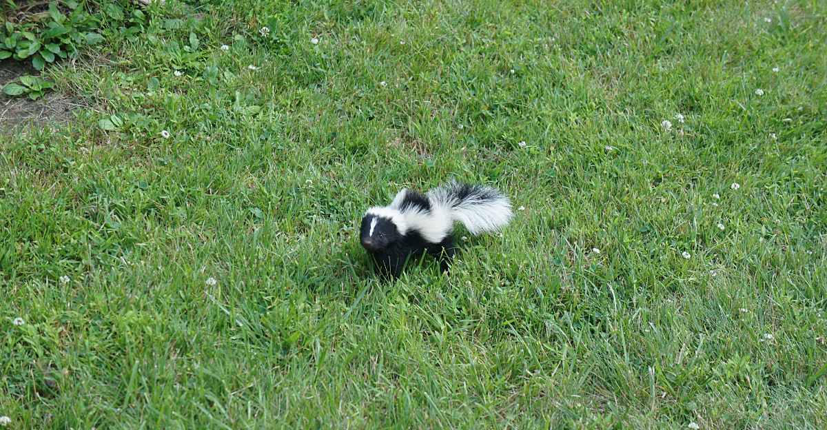 skunk