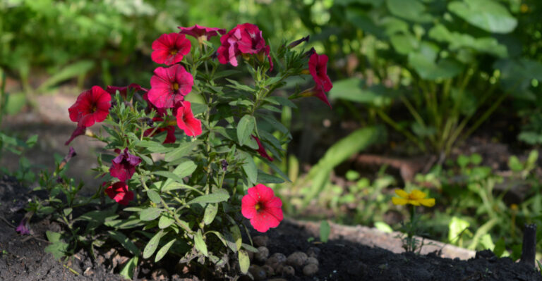 9 Things To Do When Petunias Go Leggy (Plus 3 Mistakes That Stall Recovery)