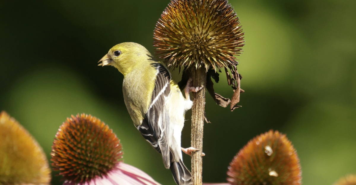 goldfinch on a coneflower
