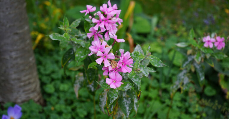phlox powdery mildew