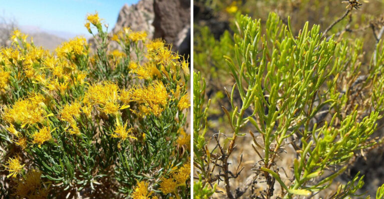 This Arizona Native Shrub Blooms Right As Everything Else Fades