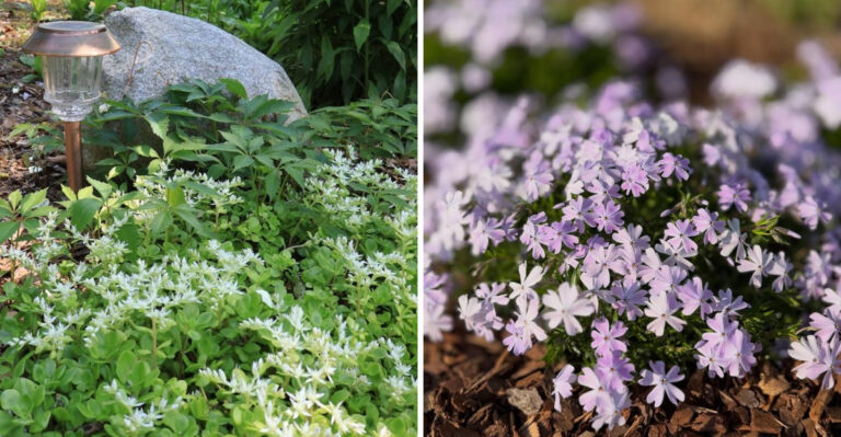 Native Georgia Ground Covers That Replace The Bark Mulch You Rebuy Around Every Shrub Bed
