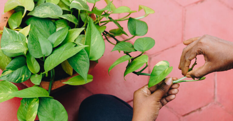 How New Mexico Plant Owners Should Prune Pothos For Fuller Growth
