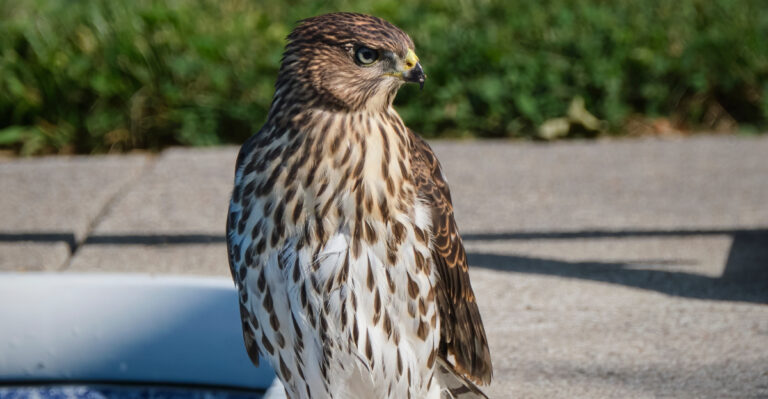 What Does It Mean When A Hawk Keeps Perching In Your Oregon Yard?
