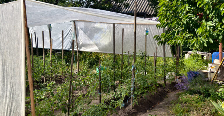 How To Use Shade Cloth To Save Your Heat-Stressed Georgia Tomatoes This Week
