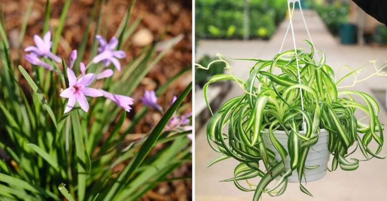 The Shade Porch Plants Thriving Through Arizona’s Hottest Week