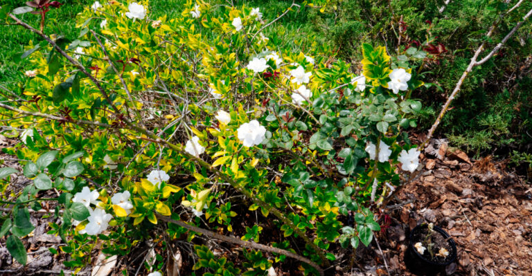 gardenia