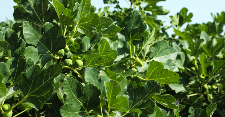 fig tree (featured image)