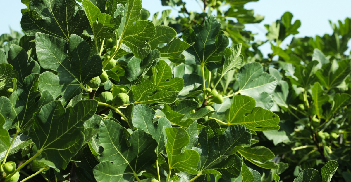 fig tree (featured image)