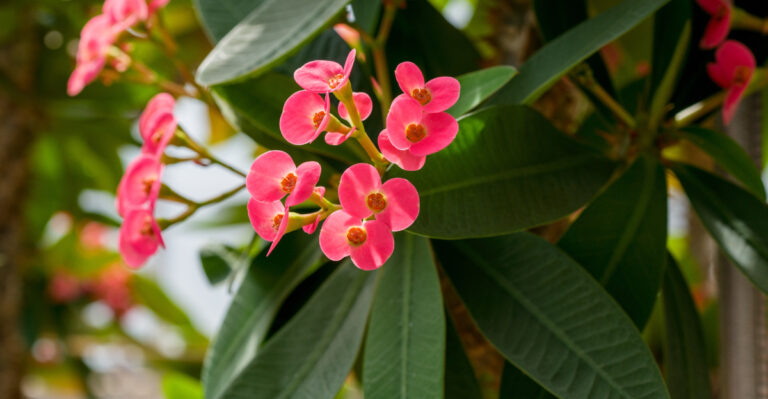 crown of thorns flower