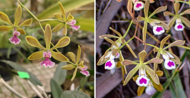 What Your Florida Orchid Actually Needs To Rebloom This Season