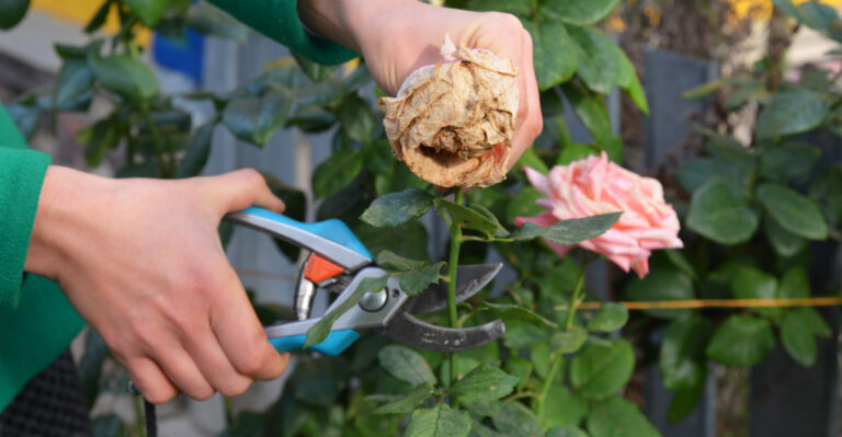 The Bloom Cutting Mistake That Stresses Oregon Roses During Extreme Heat
