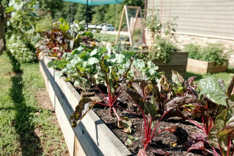 Why Beets Seeded Now In North Carolina Turn Sweeter As The Fall Cold Sets In