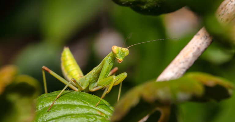 What A Praying Mantis Sighting Says About Your Wisconsin Garden