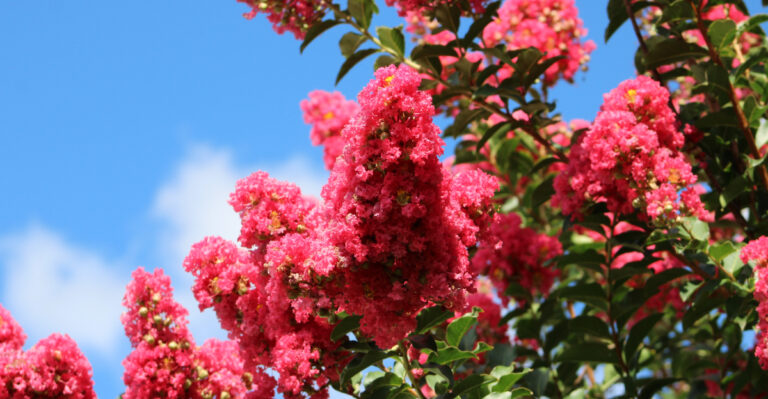 The One Thing You Must Do To Crape Myrtles In California Before August Is Over