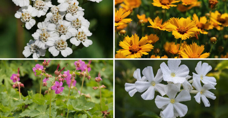 9 Perennials Indiana Gardeners Should Cut Back In Early August For A Fresh Fall Bloom