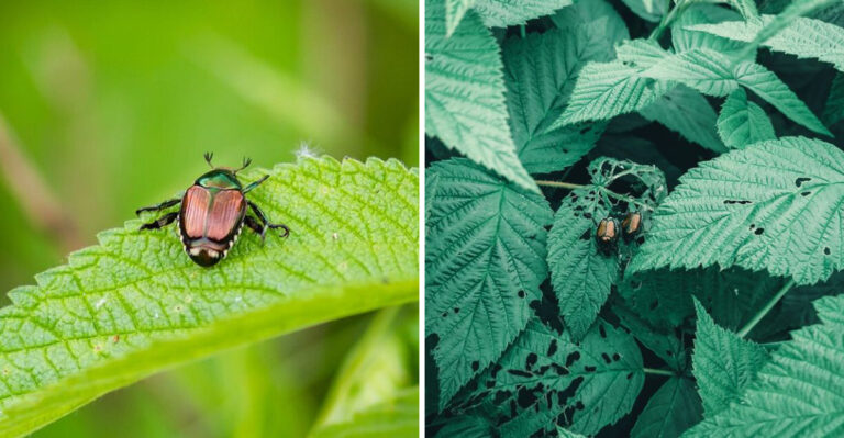 8 Steps For Repairing Iowa Trees And Shrubs After Bagworm And Japanese Beetle Damage