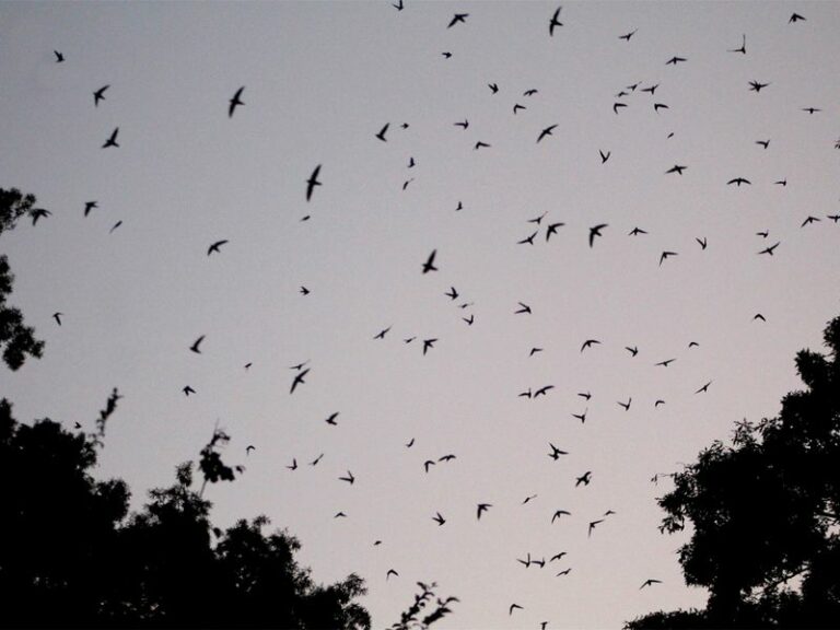 Why Chimney Swifts Swirling Over Your North Carolina Yard At Dusk In Late Summer Say Something About It