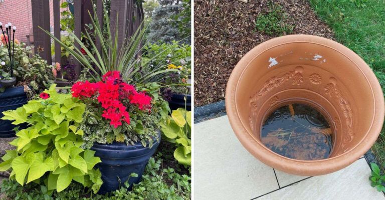 How To Keep Arizona Porch Plants Alive Through A 100-Degree Monsoon Week