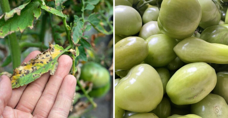The Ohio Tomato Plants You Should Pull Now Vs. The Ones Worth One More Week