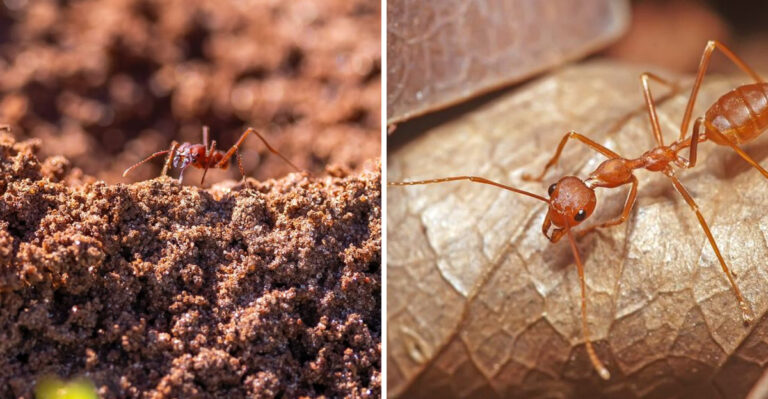 What Fire Ants Reveal About Your Tennessee Garden’s Soil