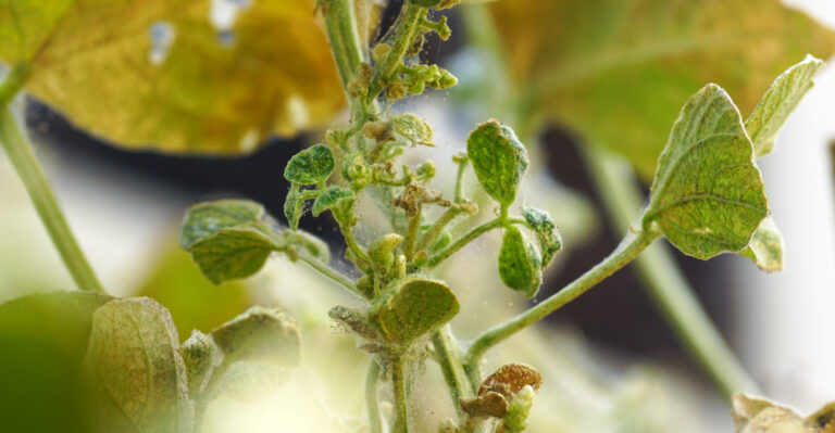 spider mites