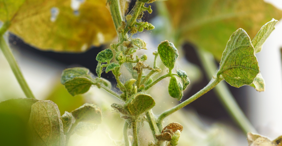 spider mites