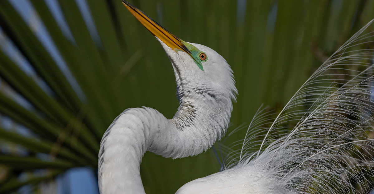 great egret in Florida