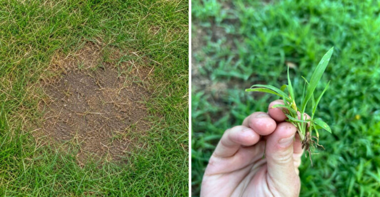 The Ohio Lawn Mistake That Turns Bare Spots Into Weed Patches By Labor Day