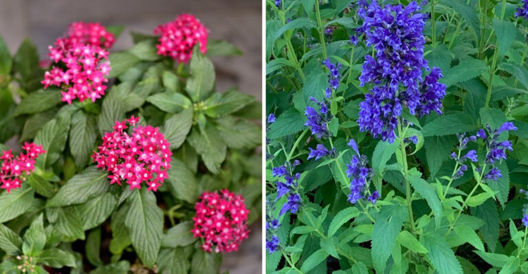 The Porch Plants That Barely Wilt Through Arizona’s 107° Heat