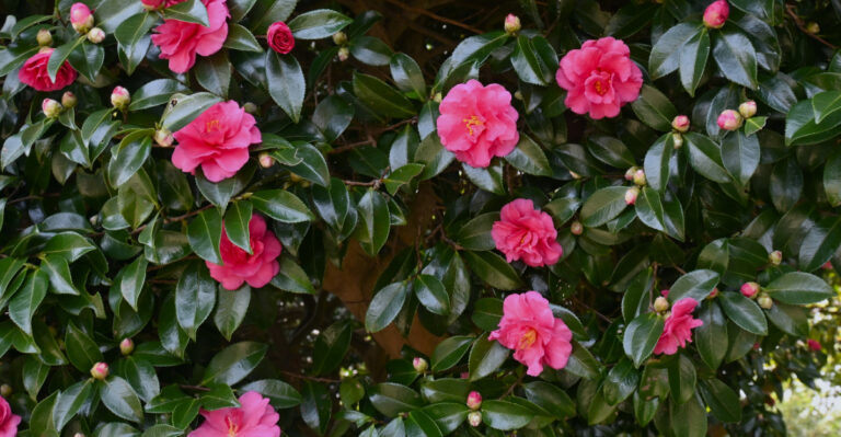 Sasanqua Camellias (featured image)