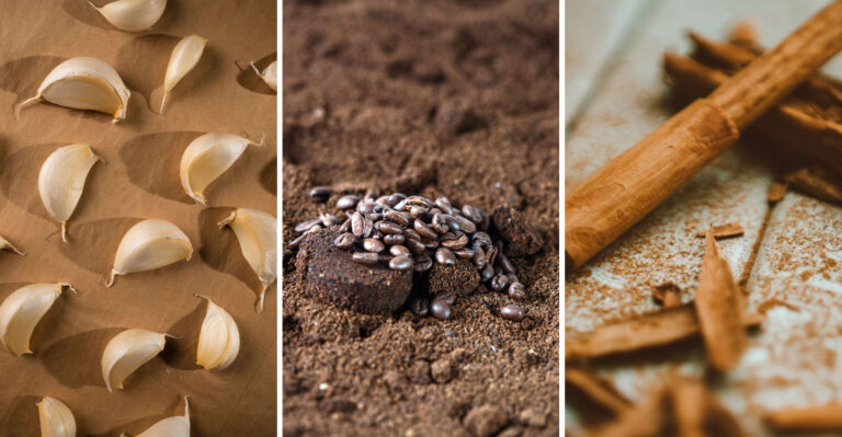 10 Household Scents That Naturally Help Repel Squirrels From Your Garden