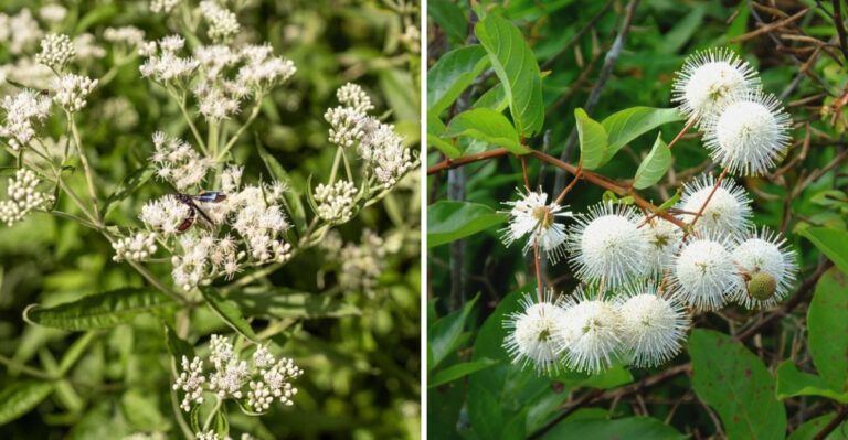 These Native Pennsylvania Plants Thrive After Heavy Rain