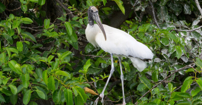 What It Means When A Wood Stork Lands In Your Florida Yard