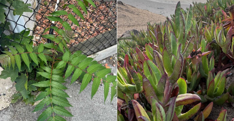 This California County Has A Surprisingly Long List Of Banned Plants