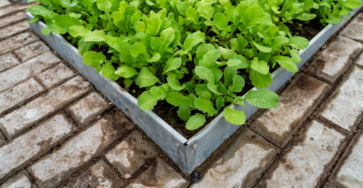 Metal Raised Bed (featured image)
