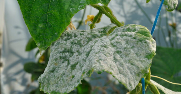 Why White Spots Appear On Cucumber Leaves During Certain Growing Conditions
