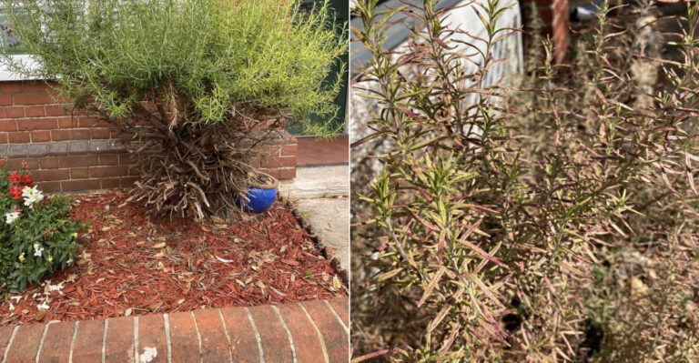 Why California Gardeners Keep Losing Rosemary Plants After They Thrive For Years