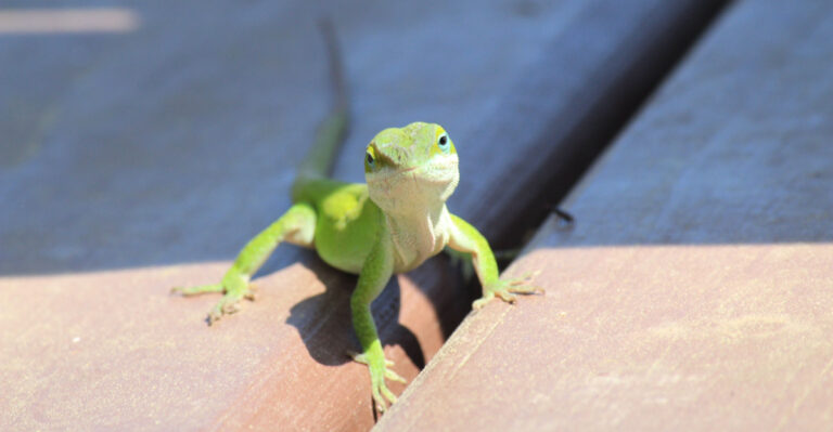 More Green Anoles In Your Texas Garden, Fewer Grasshoppers (Here’s How To Attract Them)