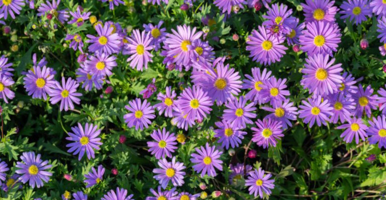 The Most Underrated September Flower In Texas Gardens