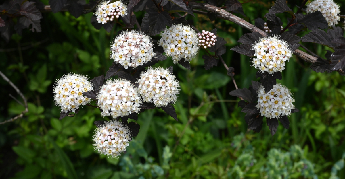 ninebark