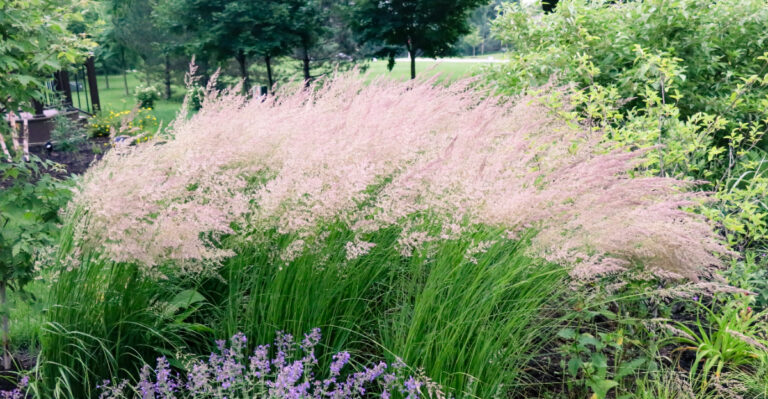 This Low-Maintenance Grass Is Becoming A Virginia Garden Staple
