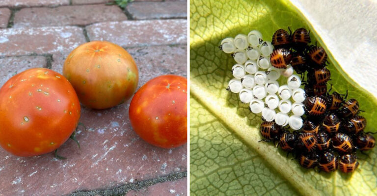 What Cloudy Spots On Your Ohio Tomatoes Actually Mean
